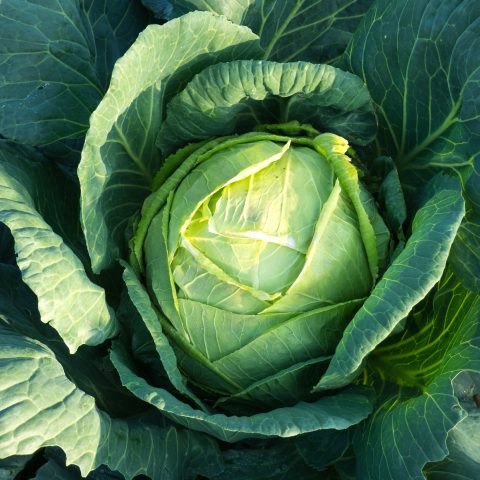 Cabbage Seeds