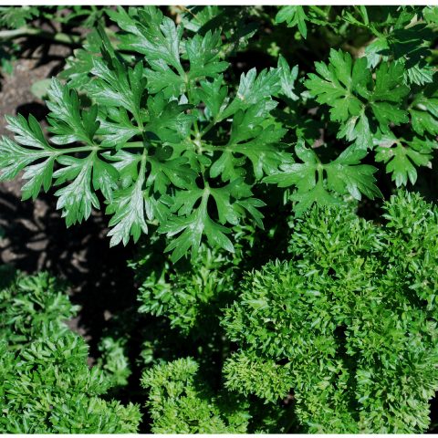 Herb Seeds