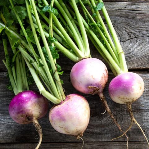 Turnip Seeds