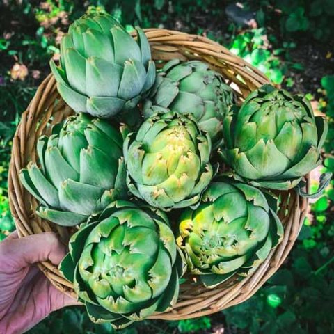 Artichoke Seeds