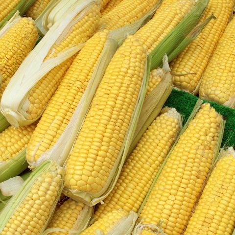 Corn Seeds