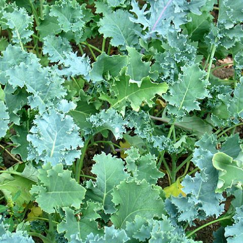 Kale Seeds