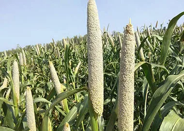 Field Crop Seeds