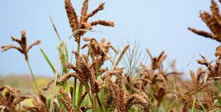 Finger Millet Seeds