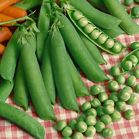 Peas Seeds