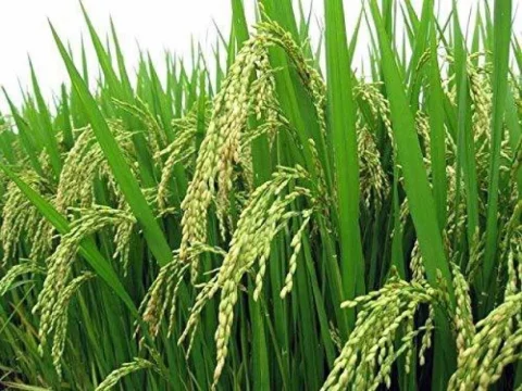 Rice Seeds
