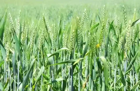 Wheat Seeds